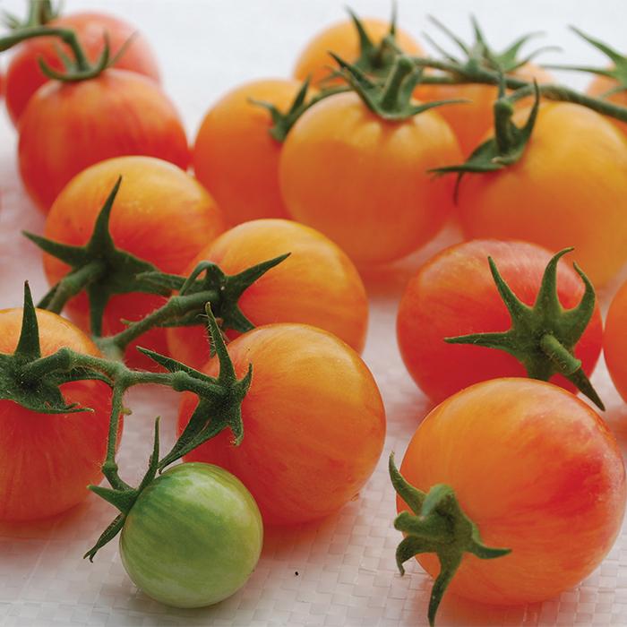 Solanum lycopersicum 'Tropical Sunset' - Tomato, Tropical Sunset from My Organic Table