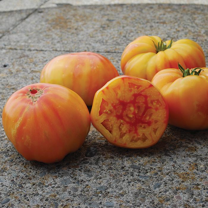 Solanum lycopersicum 'Virginia Sweets' - Tomato, Virginia Sweets from My Organic Table