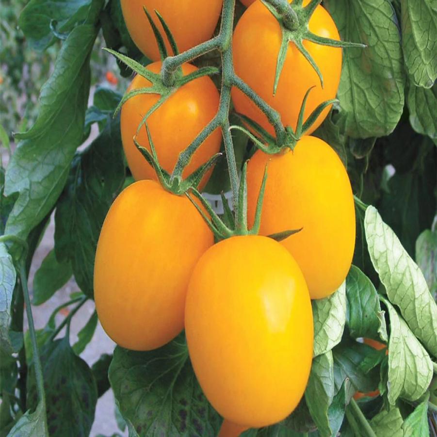 Solanum lycopersicum 'Yellow Roma' - Tomato, Yellow Roma from My Organic Table