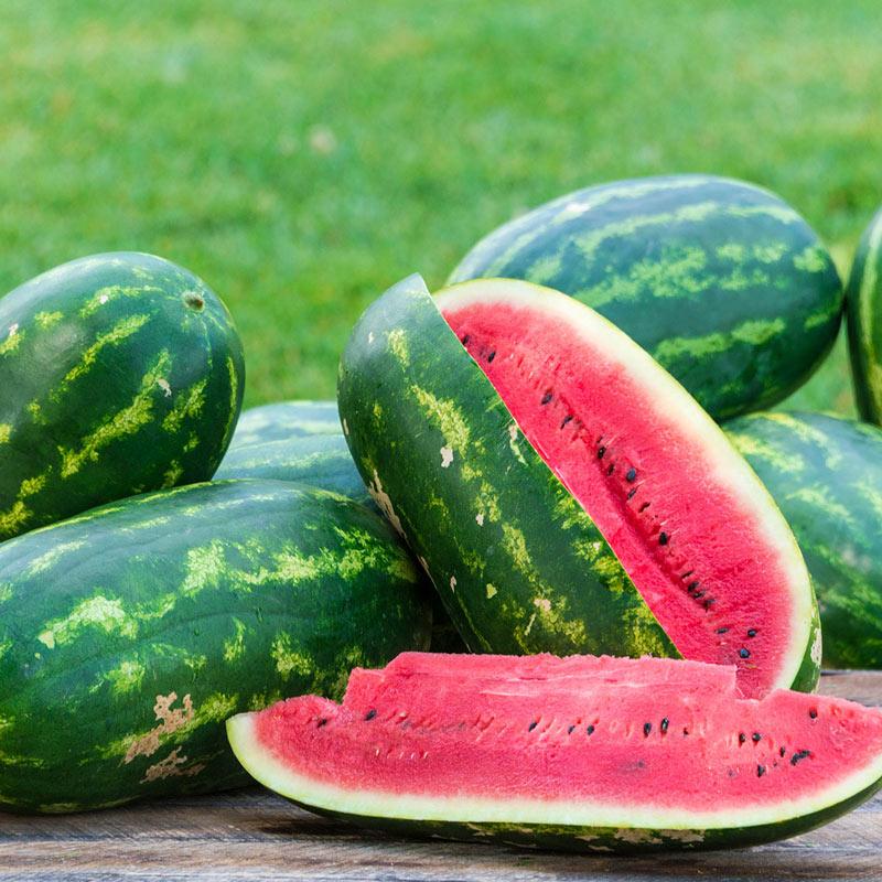 Citrullus lanatus 'Seeded - Congo Elongated' - Watermelon Seeded - Congo Elongated from My Organic Table
