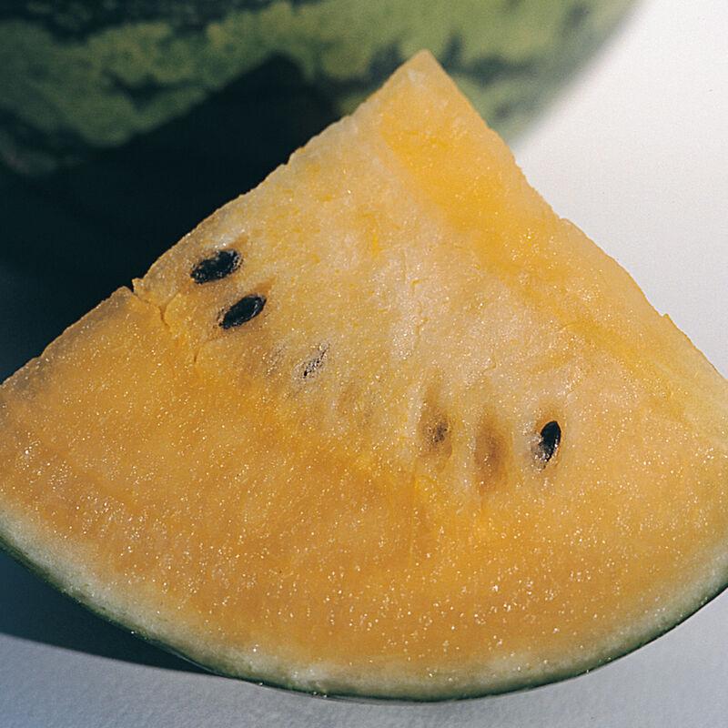 Citrullus lanatus 'Seeded - New Orchid' - Watermelon Seeded - New Orchid from My Organic Table