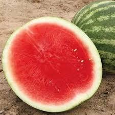 Citrullus lanatus 'Seedless - Red' - Watermelon Seedless - Red from My Organic Table