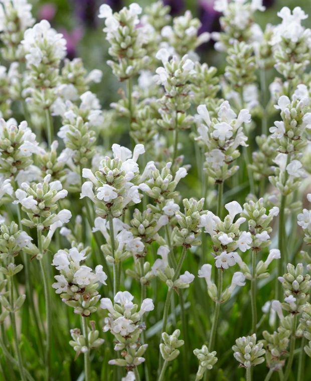 Lavandula angustifolia 'Lavender Artic Snow' - Lavender Artic Snow from My Organic Table