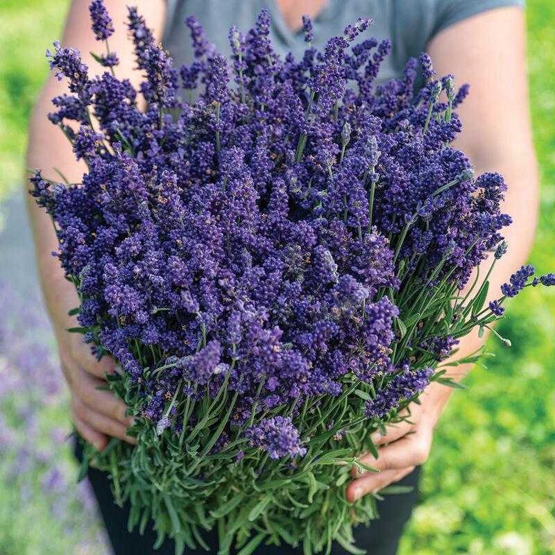 Lavandula angustifolia 'Ellagance (English Lavender)' - Lavender Ellagance (English Lavender) from My Organic Table