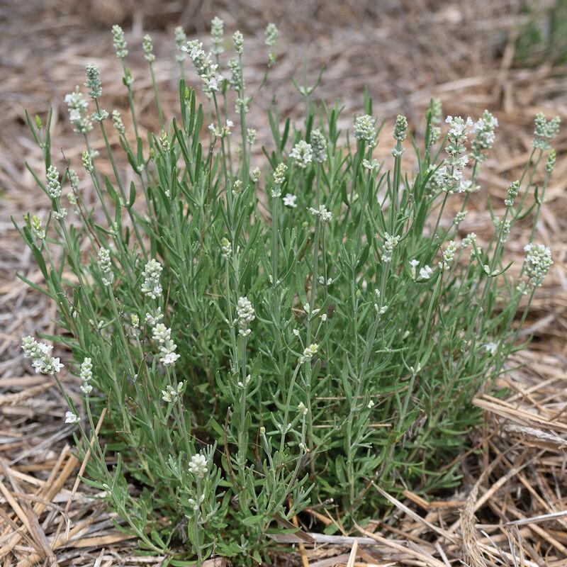 Lavandula angustifolia 'Ellagance White (English Lavender)' - Lavender Ellagance White (English Lavender) from My Organic Table