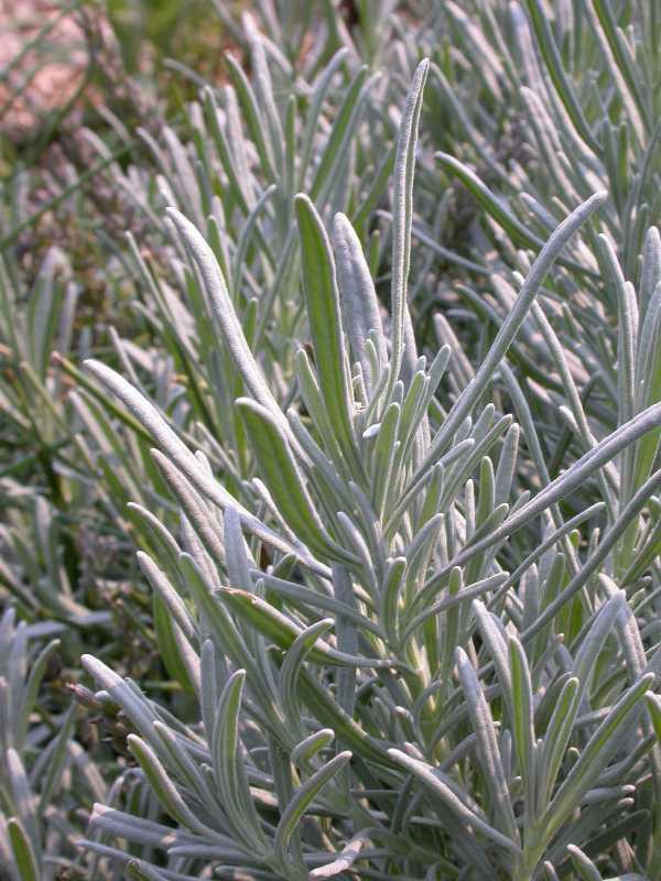 Lavandula angustifolia 'Grosso (English Lavender)' - Lavender Grosso (English Lavender) from My Organic Table