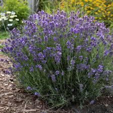 Lavandula angustifolia 'Hidcote (English Lavender)' - Lavender Hidcote (English Lavender) from My Organic Table