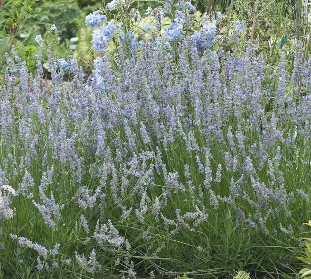 Lavandula angustifolia 'Provence (English Lavender)' - Lavender Provence (English Lavender) from My Organic Table
