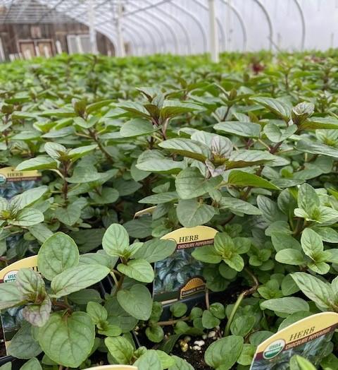 Mentha spicata 'Chocolate Peppermint' - Mint, Chocolate Peppermint from My Organic Table