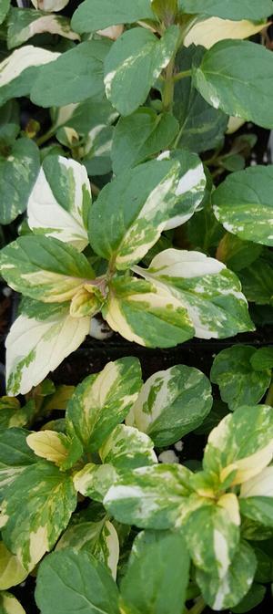 Mentha spicata 'Peppermint, Variegated' - Mint, Peppermint, Variegated from My Organic Table
