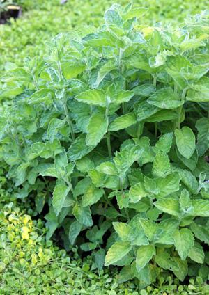Mentha spicata 'Applemint' - Mint, Applemint from My Organic Table