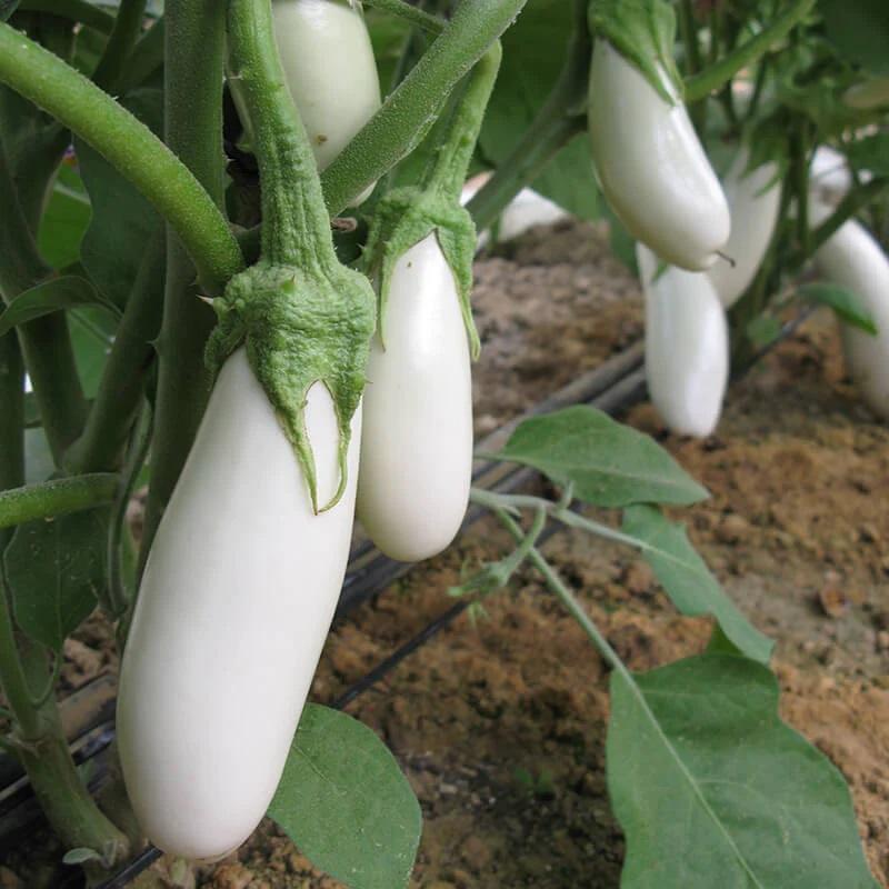 Solanum melongena 'Ivory' - Eggplant from My Organic Table