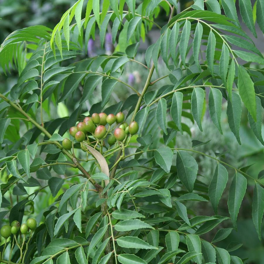 Murraya koenigii 'Curry' - Curry from My Organic Table