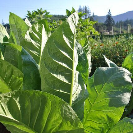Nicotiana tabacum 'Massachusetts Wrapper' - Tobacco, Massachusetts Wrapper from My Organic Table