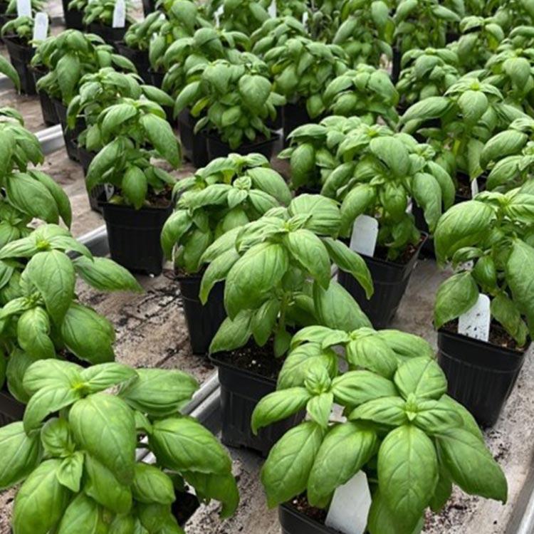 Ocimum basilicum 'Genovese, Lihi Prospera' - Basil, Genovese, Lihi Prospera from My Organic Table