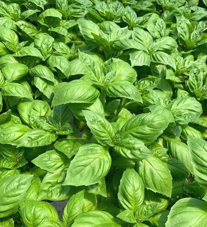 Ocimum basilicum 'Genovese, RUTGERS DEVOTION' - Basil, Genovese, RUTGERS DEVOTION from My Organic Table