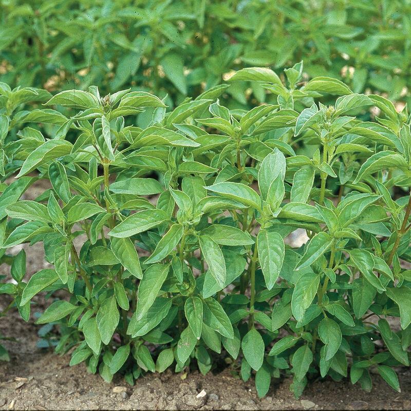 Ocimum basilicum 'Lime' - Basil, Lime from My Organic Table