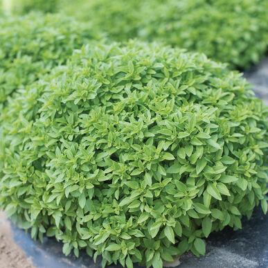 Ocimum basilicum 'Piccolino, Dwarf' - Basil, Piccolino, Dwarf from My Organic Table
