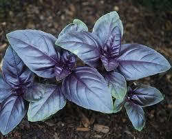 Ocimum basilicum 'Purple' - Basil, Purple from My Organic Table