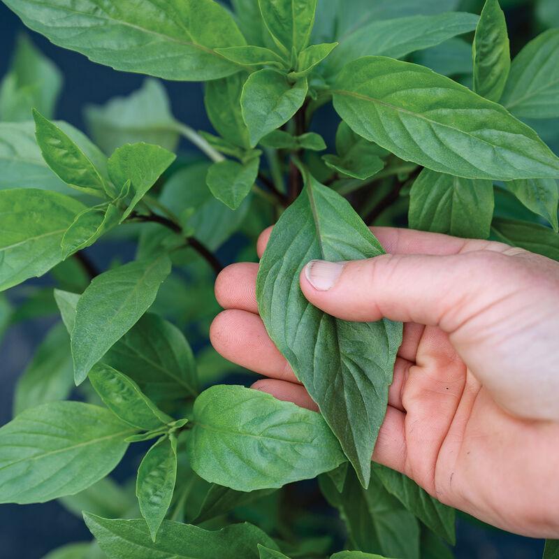 Ocimum basilicum 'Thai Thai, Prospera Active' - Basil, Thai Thai, Prospera Active from My Organic Table