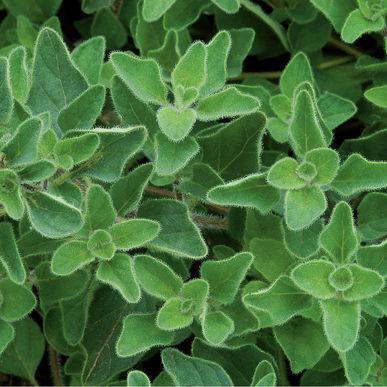 Origanum vulgare 'Oregano, Greek' - Oregano, Greek from My Organic Table
