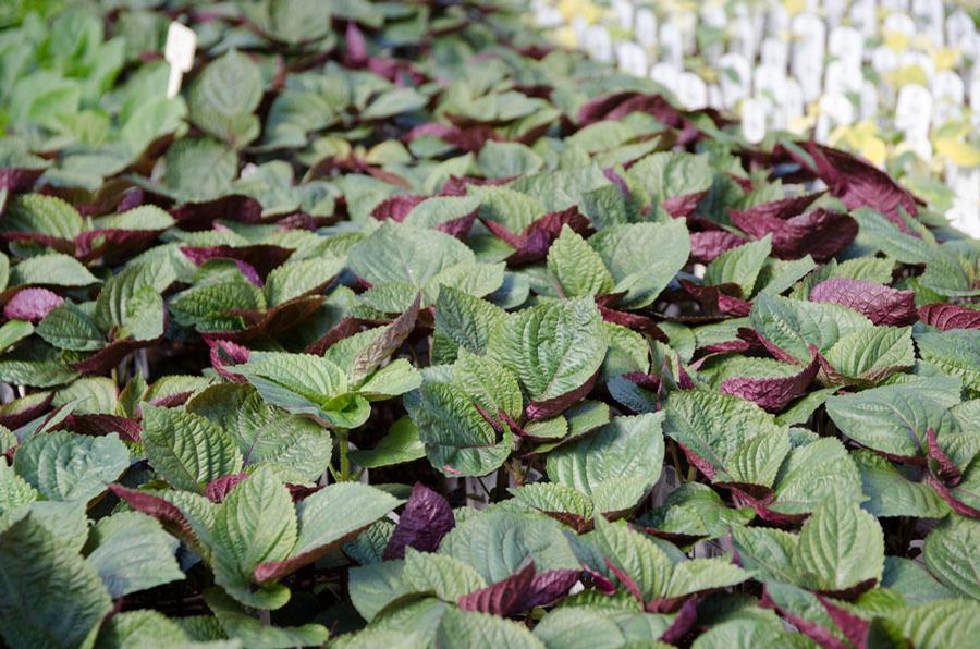 Perilla frutescens 'Shisho' - Shisho from My Organic Table