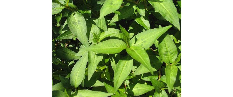Persicaria odorata 'Coriander, Vietnamese' - Coriander, Vietnamese from My Organic Table