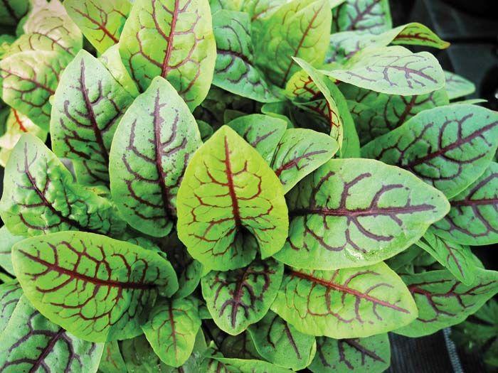 Rumex acetosella 'Sorrel, Red Veined' - Sorrel, Red Veined from My Organic Table