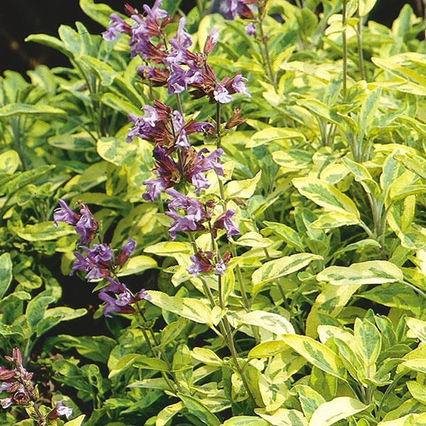 Salvia officinalis 'Sage, Golden' - Sage, Golden from My Organic Table
