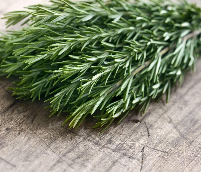 Salvia rosmarinus 'Arp' - Rosemary, Arp from My Organic Table