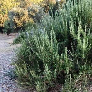 Salvia rosmarinus 'BBQ' - Rosemary, BBQ from My Organic Table