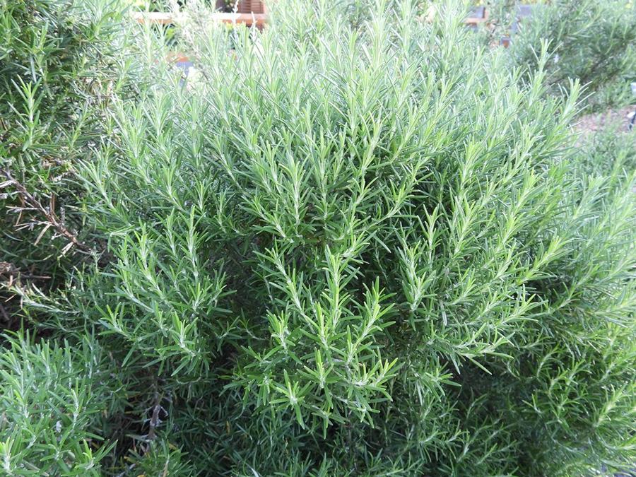Salvia rosmarinus 'Hill Hardy' - Rosemary, Hill Hardy from My Organic Table