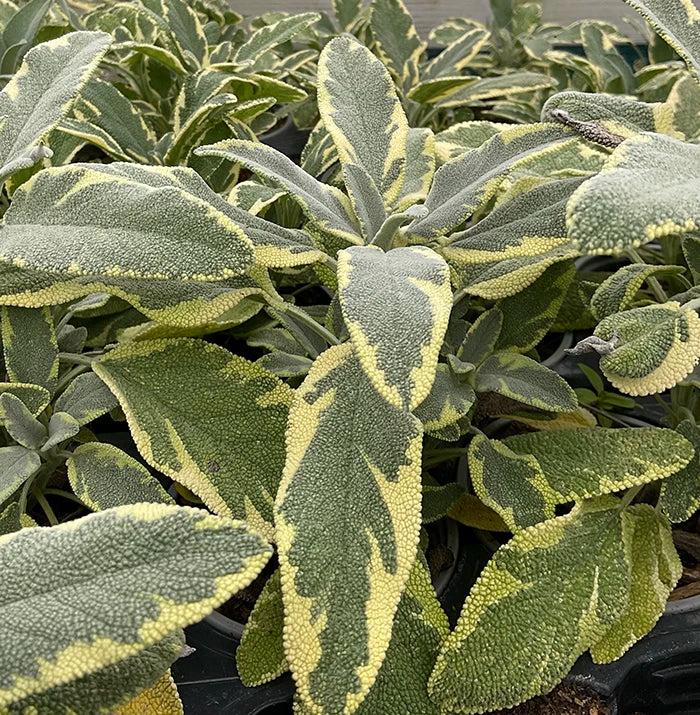 Salvia officinalis 'Berggarten-Variegated' - Sage, Berggarten-Variegated from My Organic Table
