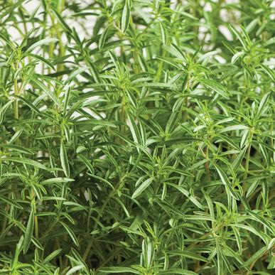 Satureja hortensis 'Savory, Summer' - Savory, Summer from My Organic Table