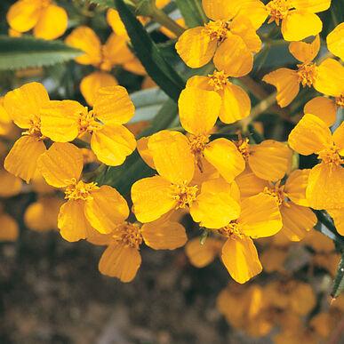 Tagetes lucida 'Marigold, Mexican Mint' - Marigold, Mexican Mint from My Organic Table