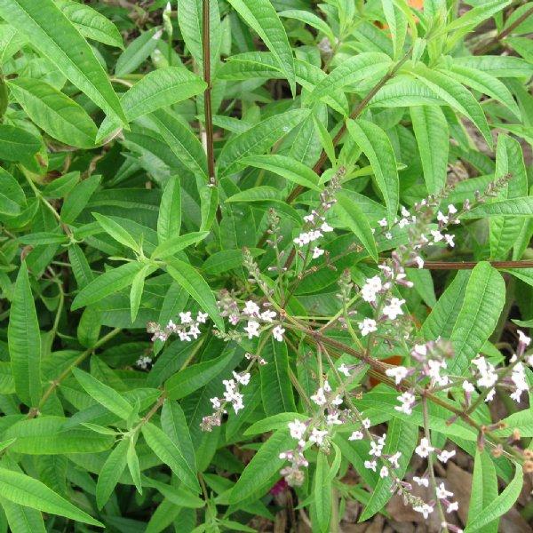 Thymus vulgaris 'Thyme, Lemon' - Thyme, Lemon from My Organic Table