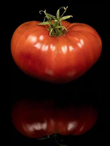 Solanum lycopersicon 'Bloodstone' - Tomato, Bloodstone from My Organic Table
