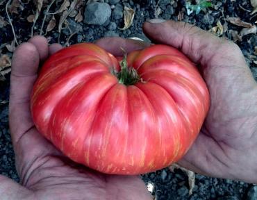 Solanum lycopersicon 'Jazz Pink' - Tomato, Jazz Pink from My Organic Table
