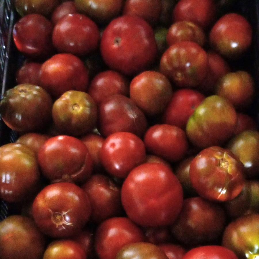 Solanum lycopersicon 'Kakao' - Tomato, Kakao from My Organic Table
