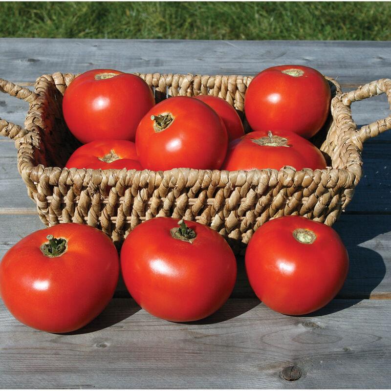 Solanum lycopersicon 'Mountain Fresh Plus' - Tomato, Mountain Fresh Plus from My Organic Table
