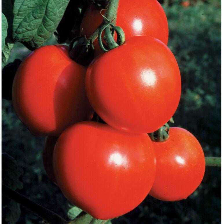 Solanum lycopersicon 'New Girl' - Tomato, New Girl from My Organic Table
