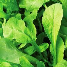 Eruca vesicaria 'Astro' - Arugula, Astro from My Organic Table