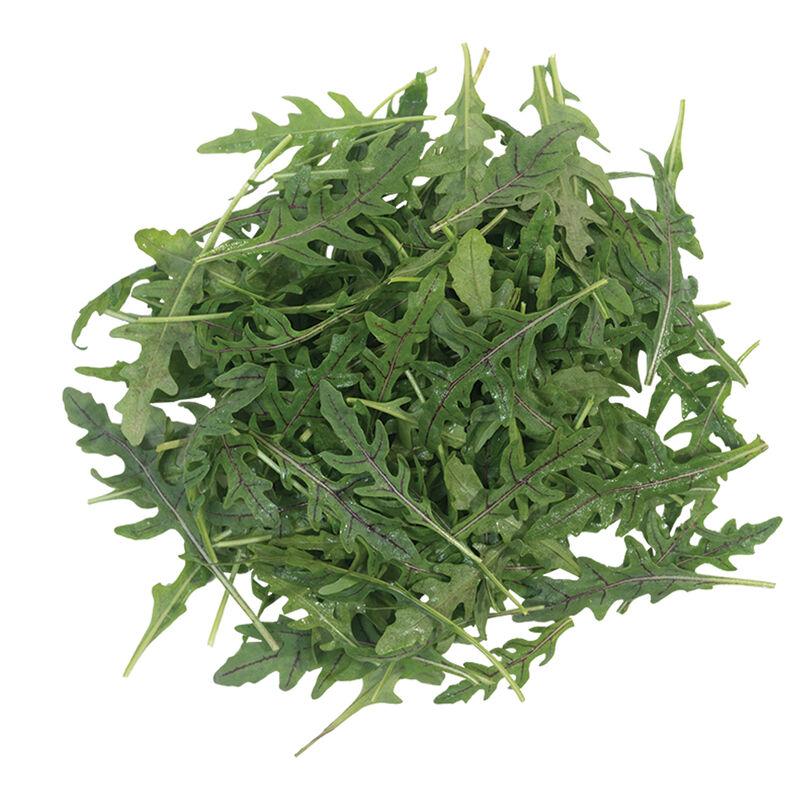Eruca vesicaria 'Nemisis' - Arugula, Nemesis from My Organic Table