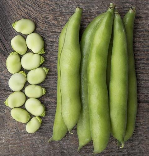 Vicia faba 'Windsor' - Bean, Fava, Windsor from My Organic Table