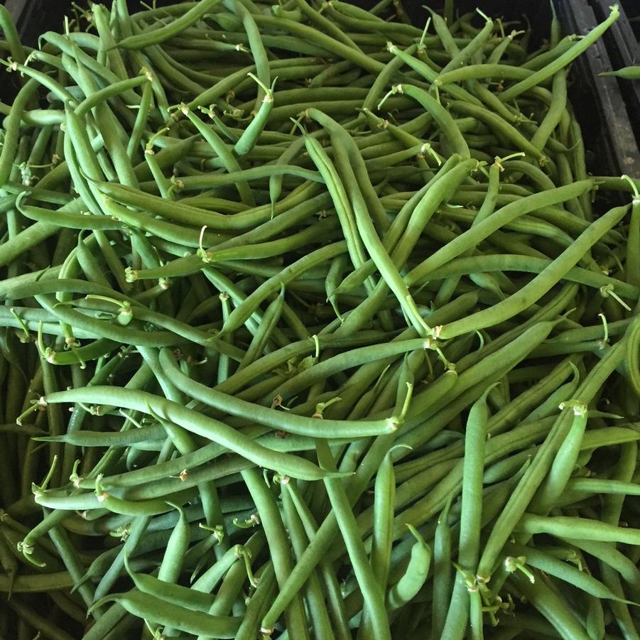 Phaseolus vulgaris Green Snap Bean, Home Run - from My Organic Table