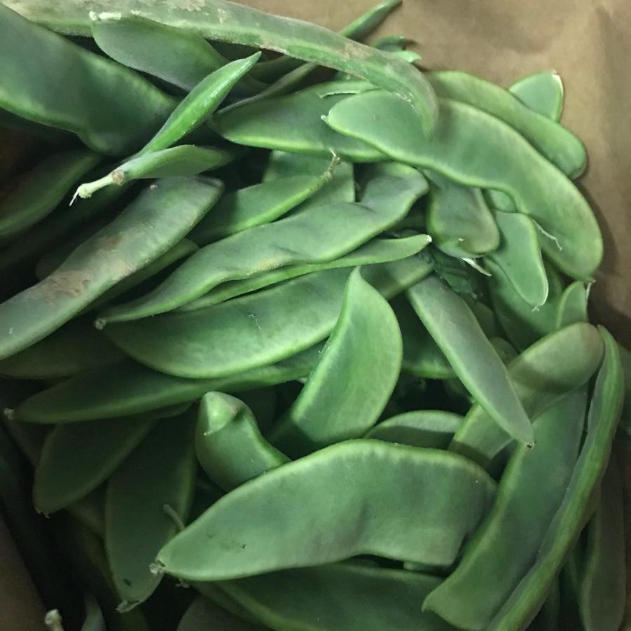 Phaseolus vulgaris 'King of the Garden' - Lima Bean, Pole , King of the Garden from My Organic Table