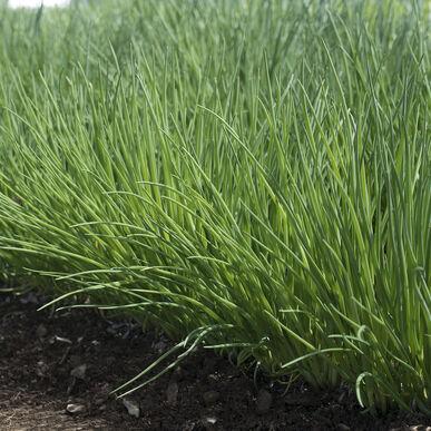 Allium schoenoprasum - Chives from My Organic Table