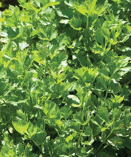 Apium graveolens - Celery, Leaf from My Organic Table
