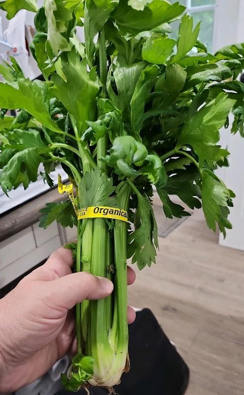 Apium graveolens var. dulce 'Tango' - Celery, Tango from My Organic Table