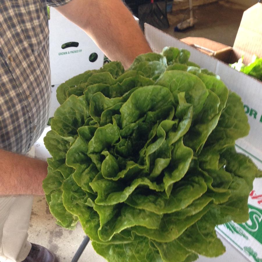 Lactuca sativa 'Dov' - Lettuce, Romaine from My Organic Table